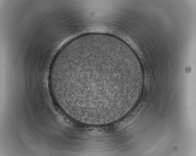 X0000099300434200805231345