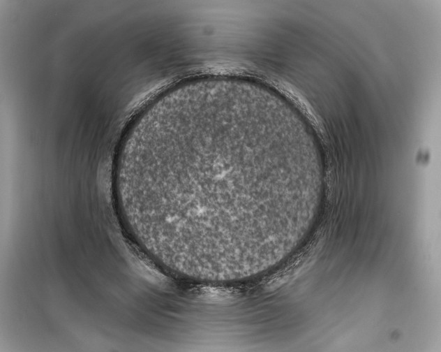 X0000099300442200805231346