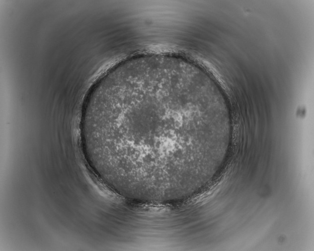 X0000099300443200805231346