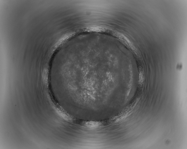 X0000099300444200805231346