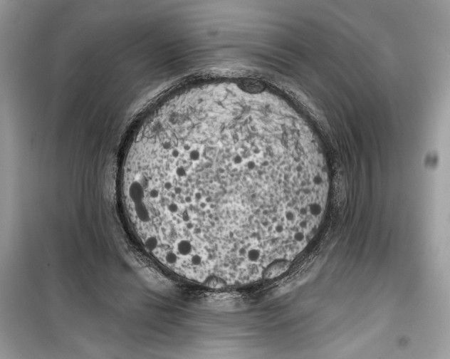 X0000099300446200805231346