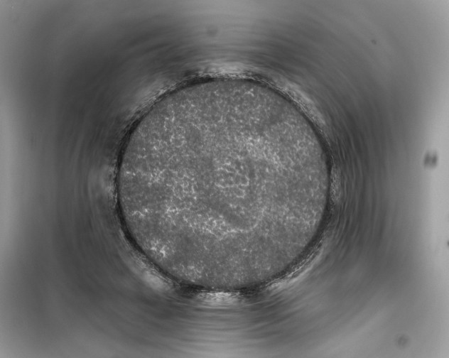 X0000099300449200805231346