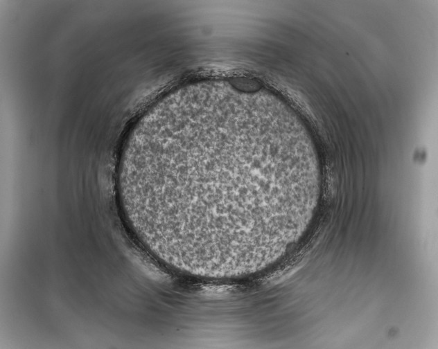 X0000099300450200805231346