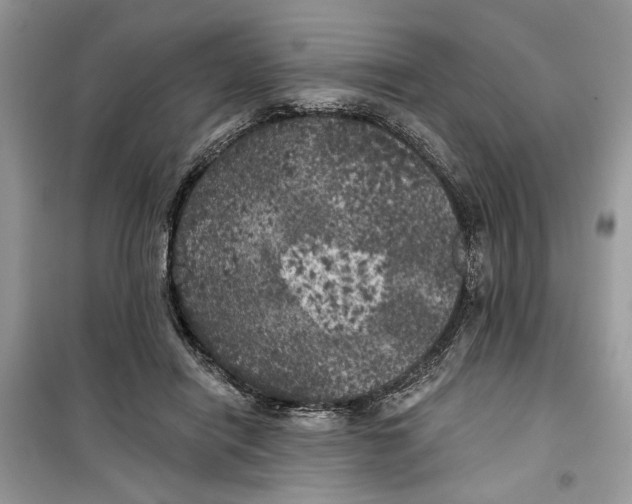 X0000099300454200805231346