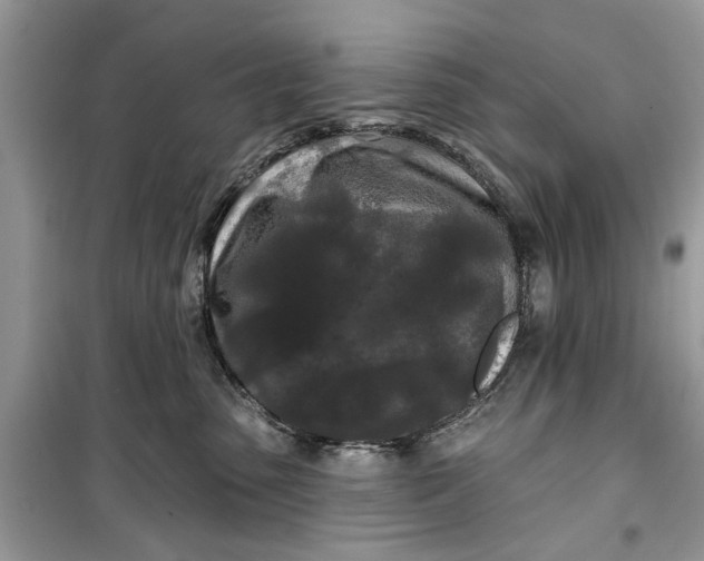 X0000099300475200805231346