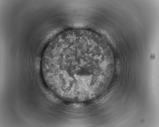 X0000099300495200805231345