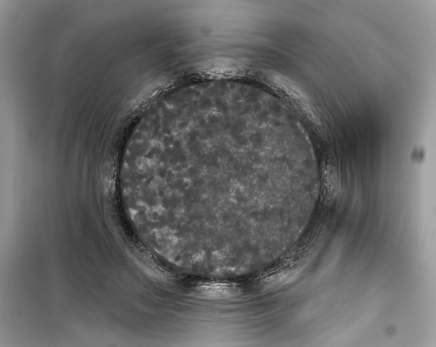 X0000099300499200805231345