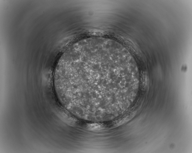 X0000099300511200805231345