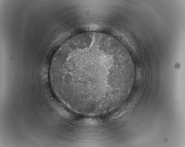 X0000099300545200805231344