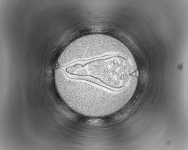 X0000099300557200805231344