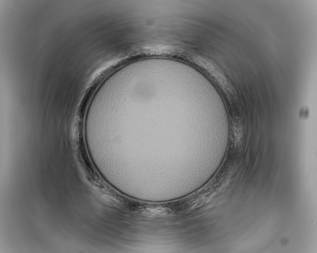 X0000099300583200805231344