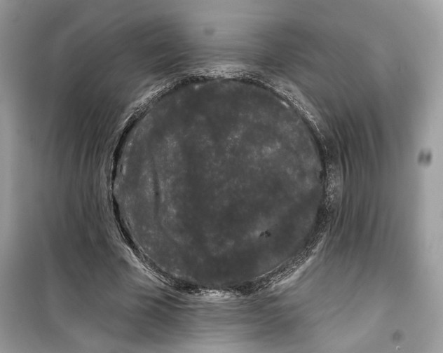 X0000099300585200805231344