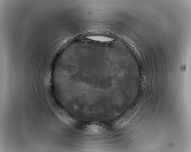 X0000099300596200805231344