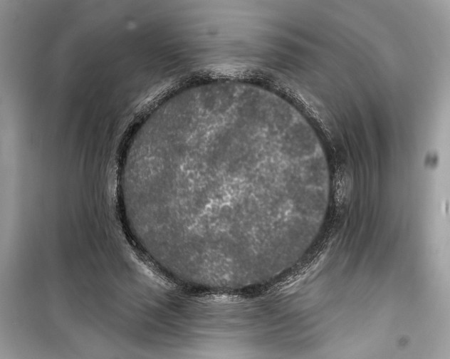 X0000099300637200805231343