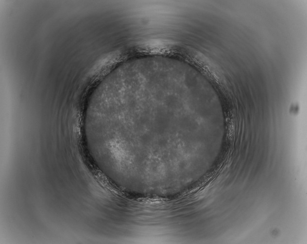 X0000099300643200805231343