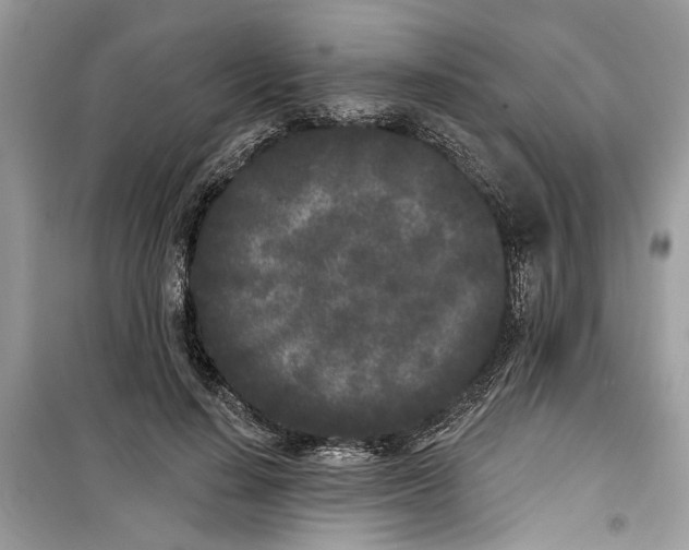 X0000099300644200805231343