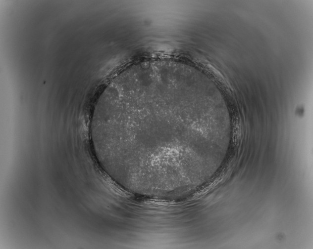 X0000099300661200805231343