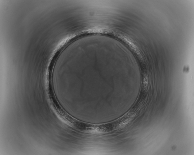 X0000099300678200805231343