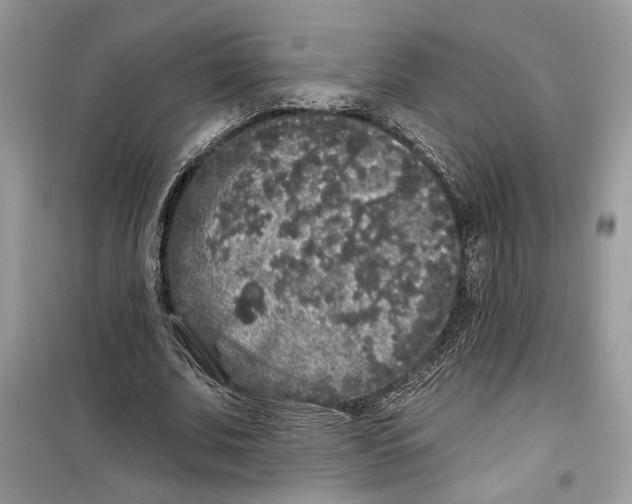 X0000099300679200805231342