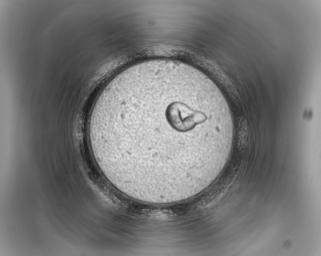 X0000099300683200805231342