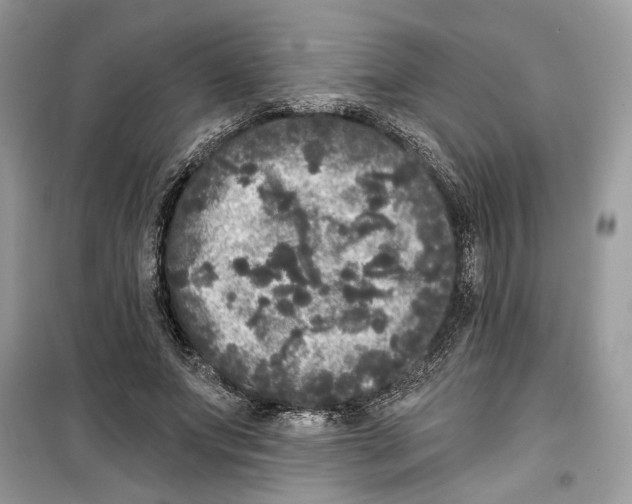 X0000099300687200805231342