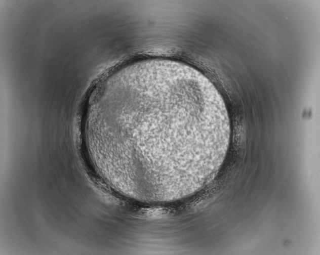 X0000099300688200805231342