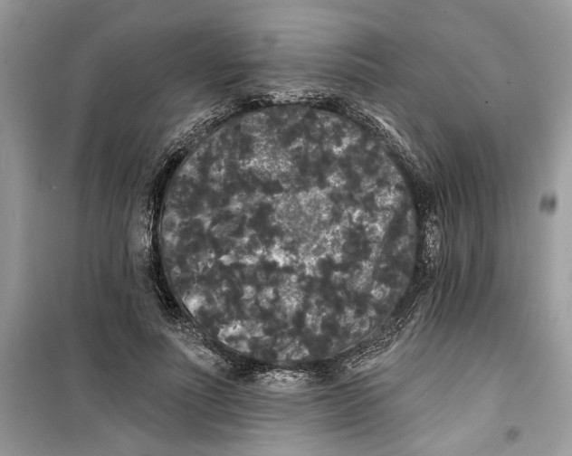 X0000099300691200805231342