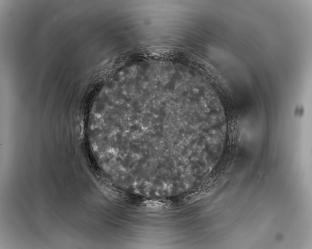 X0000099300703200805231342