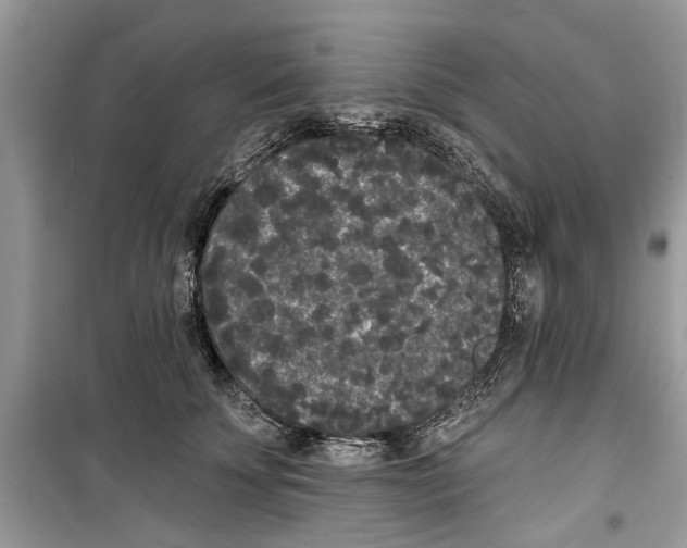 X0000099300707200805231342