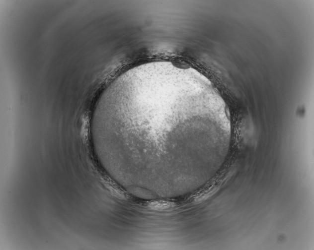 X0000099300708200805231342