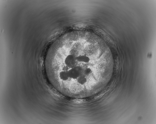 X0000099300711200805231342