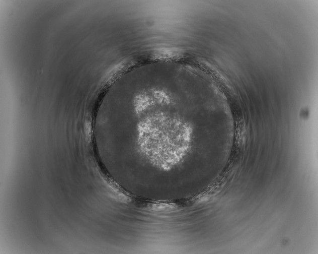 X0000099300716200805231342