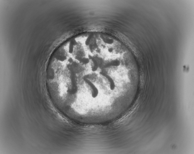 X0000099300721200805231341