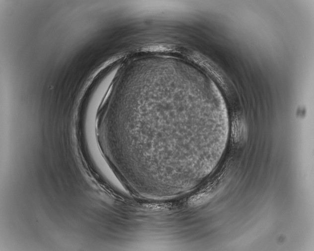 X0000099300724200805231341