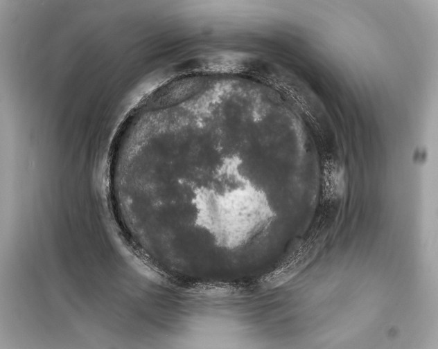 X0000099300726200805231341