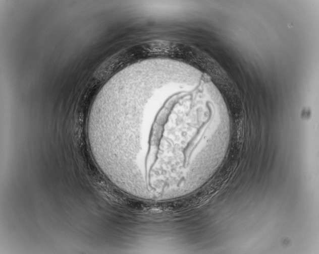 X0000099300737200805231341