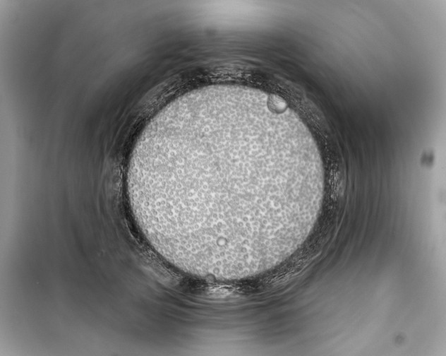 X0000099300753200805231342