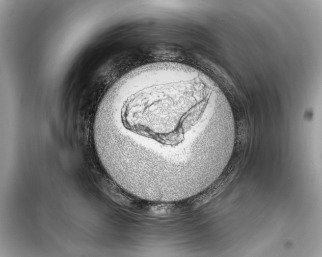 X0000099300761200805231342