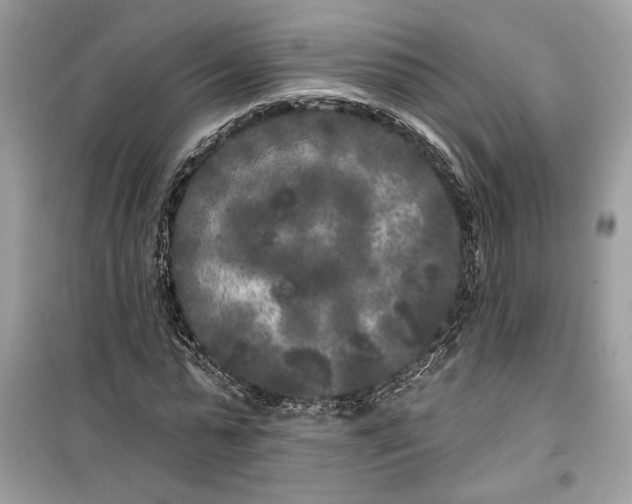 X0000099300775200805231341