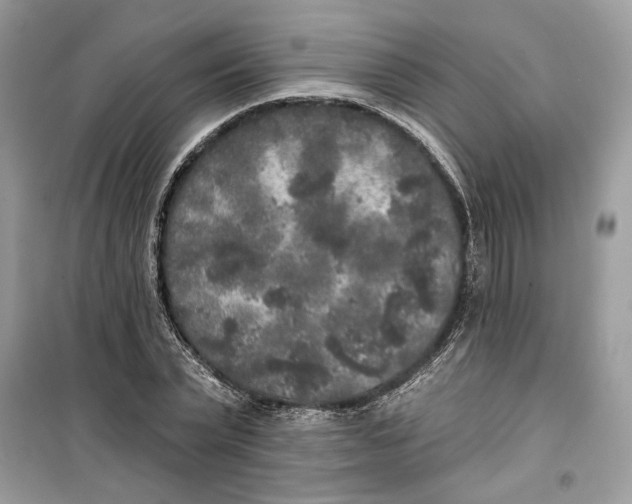 X0000099300783200805231341