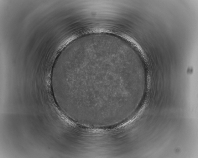 X0000099300785200805231341