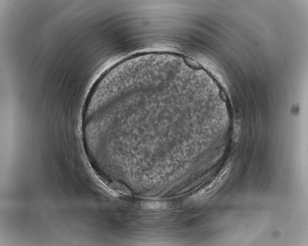 X0000099300797200805231340