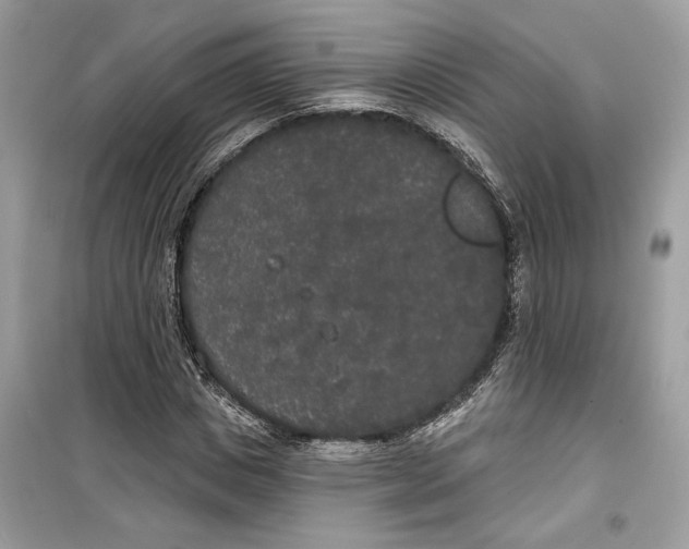 X0000099300825200805231340