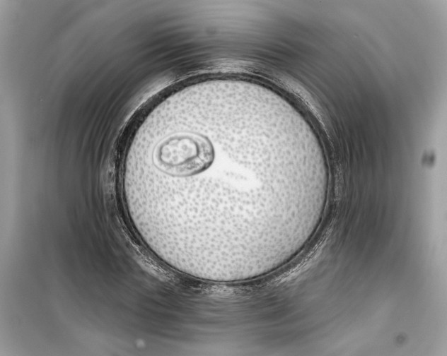 X0000099300827200805231340