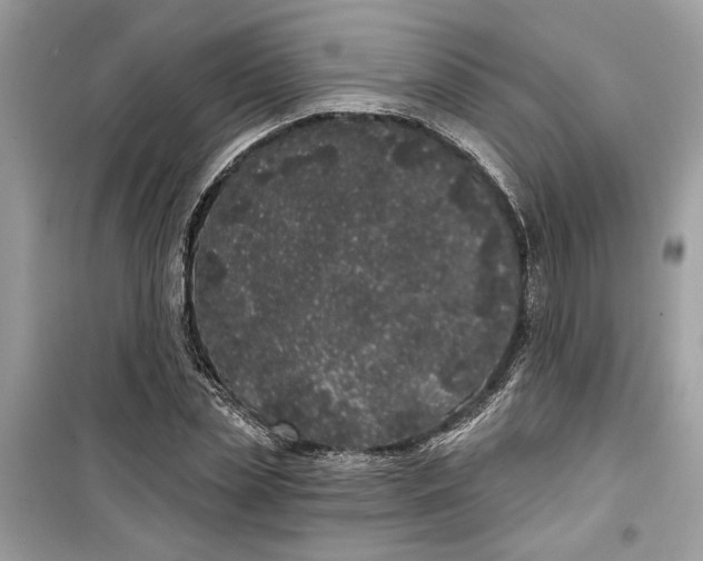 X0000099300829200805231340