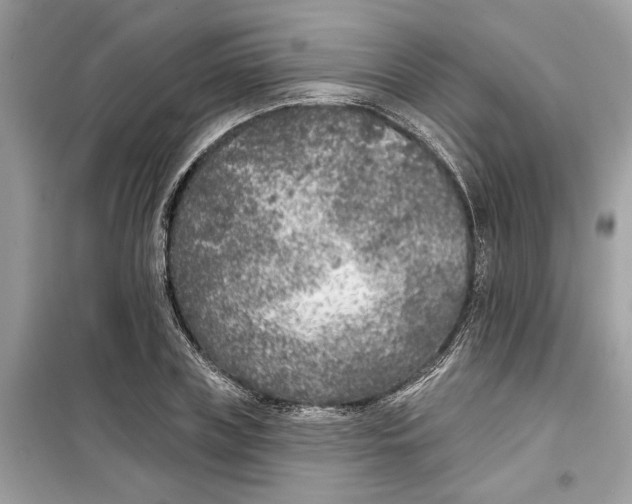 X0000099300835200805231340