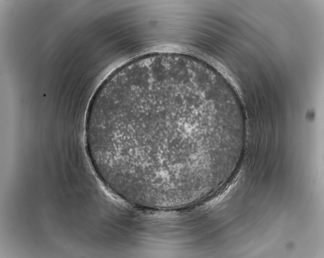 X0000099300845200805231340