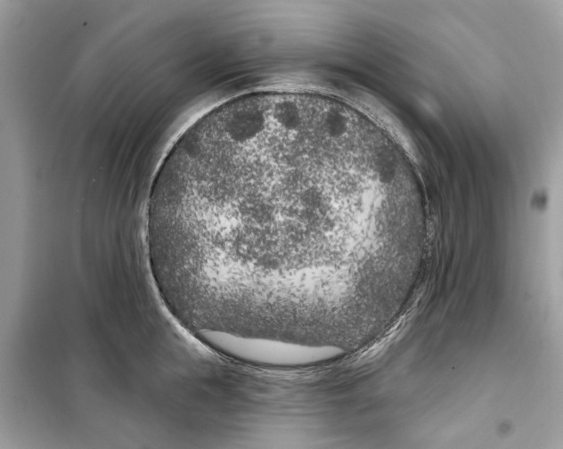 X0000099300855200805231340