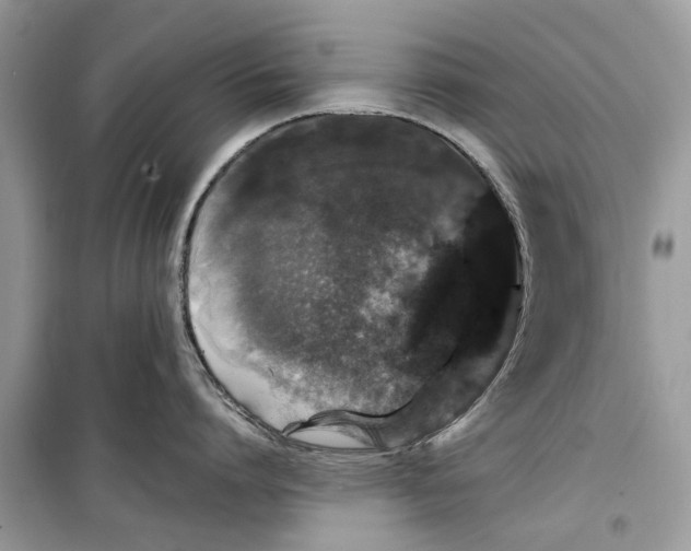 X0000099300864200805231340