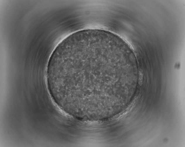 X0000099300895200805231339